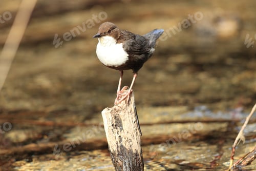 Preview: White-Throated Dipper Germany
