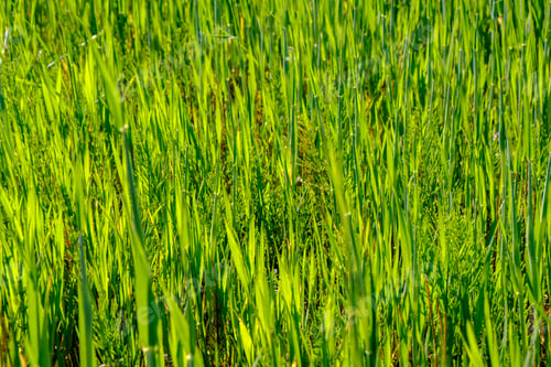 Preview: Green Grass Foliage Pattern In Summer Bright Sunlight With High Contrast