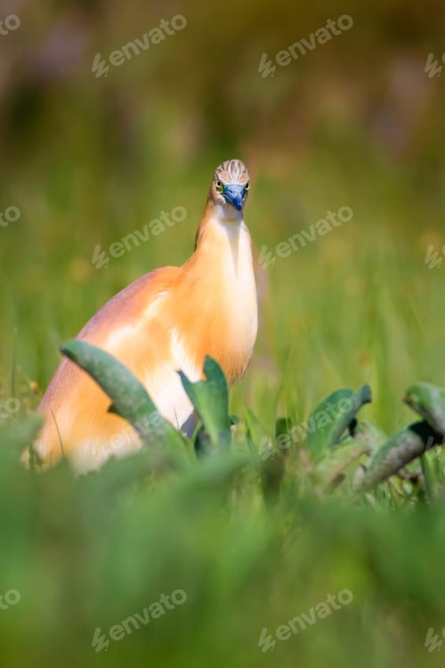 Preview: Cute Colorful Bird. Green Nature Background. Squacco Heron / Ardeola Ralloides