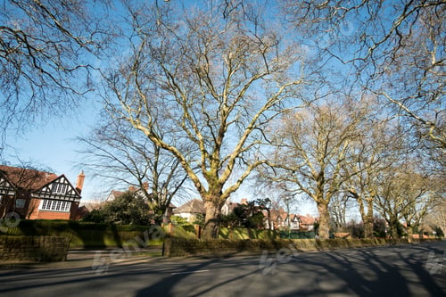 Preview: Bare Tree Shadows Urban Road Image