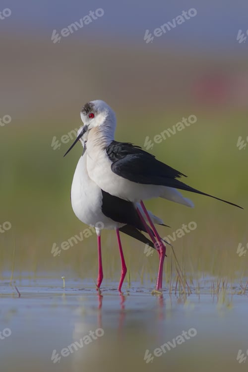 Preview: Birds In Love. Black Winged Stilt. Natural Background.