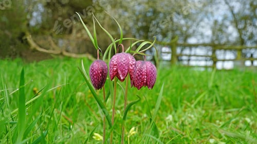 Preview: A Group Of Purple Snake'S Head Fritillary, Fritillaria Meleagris, With Diffused Background