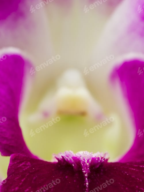 Preview: Macro Shot Of A Beautiful Pink And Mauve Orchid