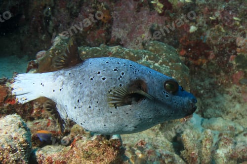 Preview: Masked Puffer Fish