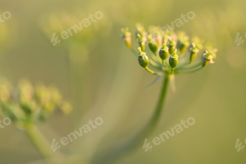 Vista previa: Close Up Of Wild Carrot Flower. Wild Carrot Is Popular Wild Weed Growing On Uncultivated Fields And