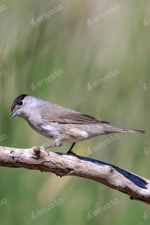 Preview: Cute Bird. Green Nature Background. Bird: Eurasian Blackcap. Sylvia Atricapilla.