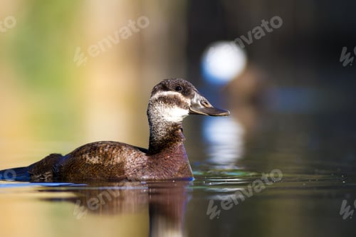 Preview: Duck Swimming In Lake. Cute White Headed Duck. Nature Colors Background. White Headed Duck Oxyura