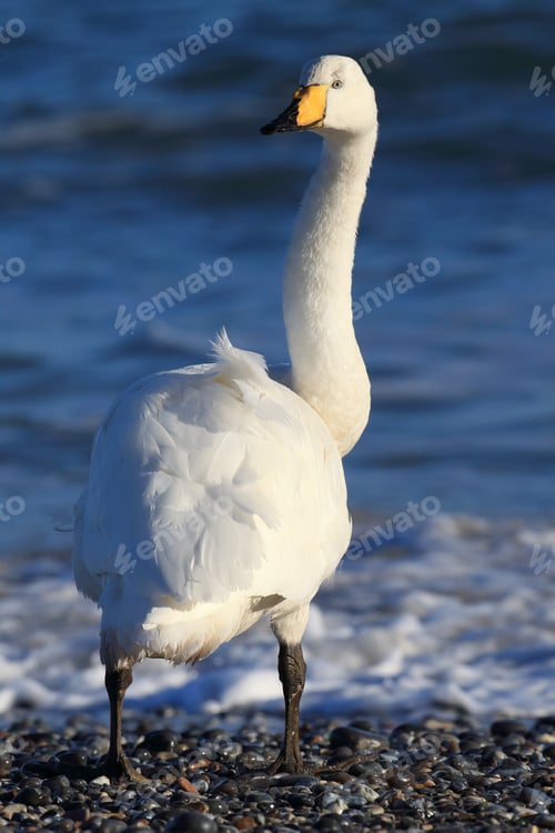 Preview: Whooper Swan (Cygnus Cygnus) Helgoland Germany