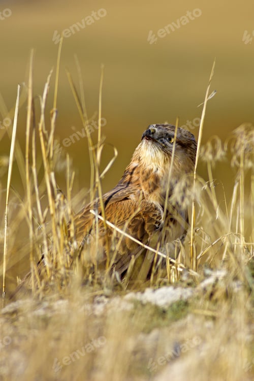 Preview: Buzzard. Natural Background.