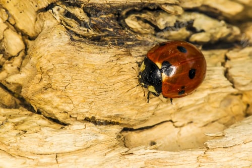 Preview: Cute Red Ladybird. Yellow Tree Body Background. Macro Photography.