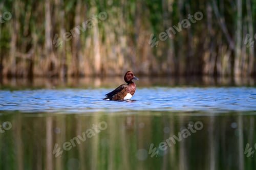 Preview: Swimming Duck. Natural Lake Habitat Background. Bird: Ferruginous Duck. Aythya Nyroca.