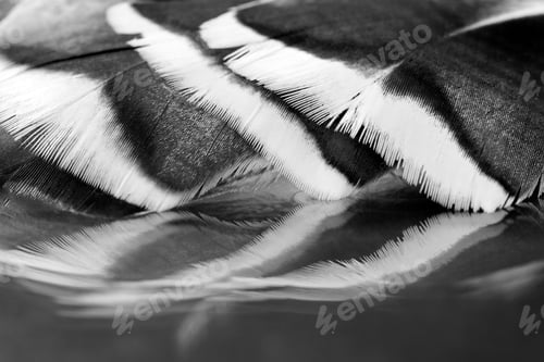 Preview: Black And White Photo Of Rooster Feather With Details And Reflexions