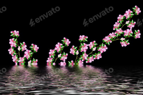 Preview: Flowering Branch Of Apple Isolated On A Black Background. Spring