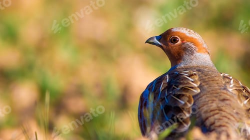 Preview: Partridge. Green Brown Nature Background. Bird: Grey Partridge. Perdix Perdix.