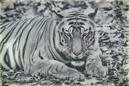Preview: Vanishing Indian Wildlife: Vintage Style Image Of A Large Male Bengal Tiger In Bandhavgarh National