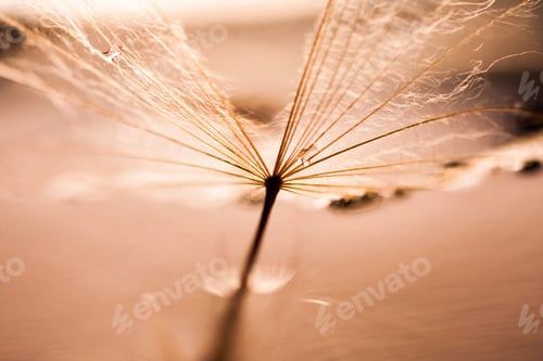 Preview: Macro, Abstract Composition With Colorful Water Drops On Dandelion Seeds