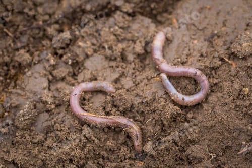 Preview: Earthworm Lying On Soil. Worms Living Under The Ground.