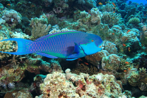 Preview: Steepheaded Parrotfish (Chlorurus Gibbus)