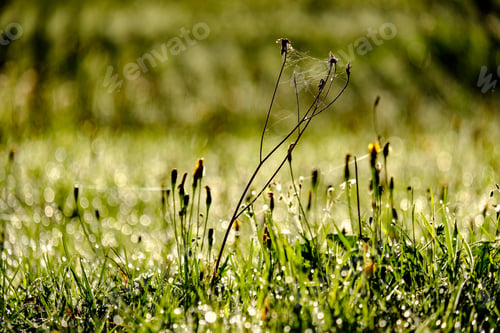 Preview: Morning Dew Drops In Gren Grass Meadow In Autumn With Nice Sun Light And Colorful Flowers