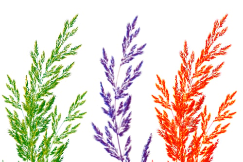 Preview: Fresh Grass Isolated On A White Background.