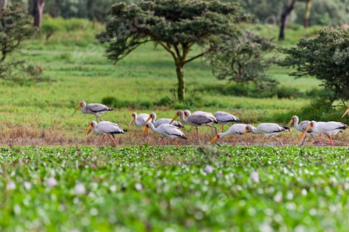 Preview: Yellow-Billed Storks (Mycteria Ibis) At Lake Nakuru, Kenya