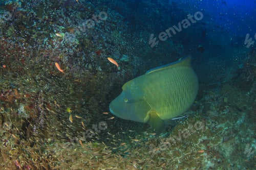 Preview: Napoleon Wrasse Fish