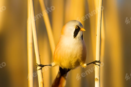 Preview: Bearded Funny Bird. Yellow Reeds Background.