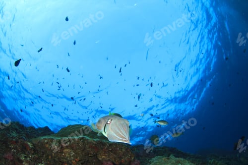 Preview: Cuttlefish Underwater
