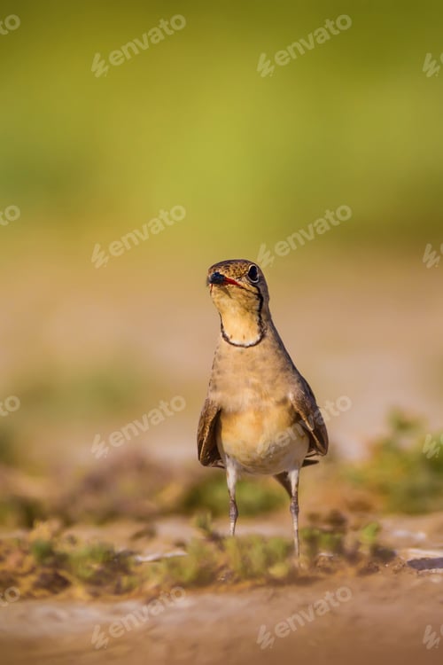 Preview: Cute Bird Pratincole. Green Yellow Nature Background. Collared Pratincole / Glareola Pratincola