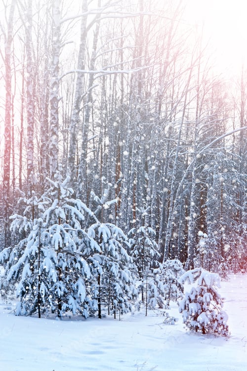 Preview: Forest In The Frost. Winter Landscape. Snow Covered Trees.