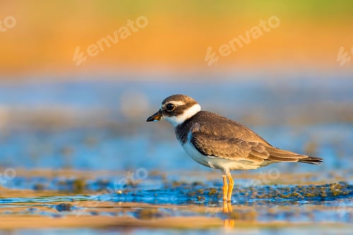 Preview: Cute Little Water Bird. Nature Background. Bird: Common Ringed Plover. Charadrius Hiaticula