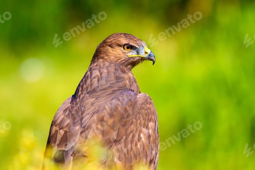 Preview: Bird Of Prey. Portrait Of Buzzard. Green Nature Background.