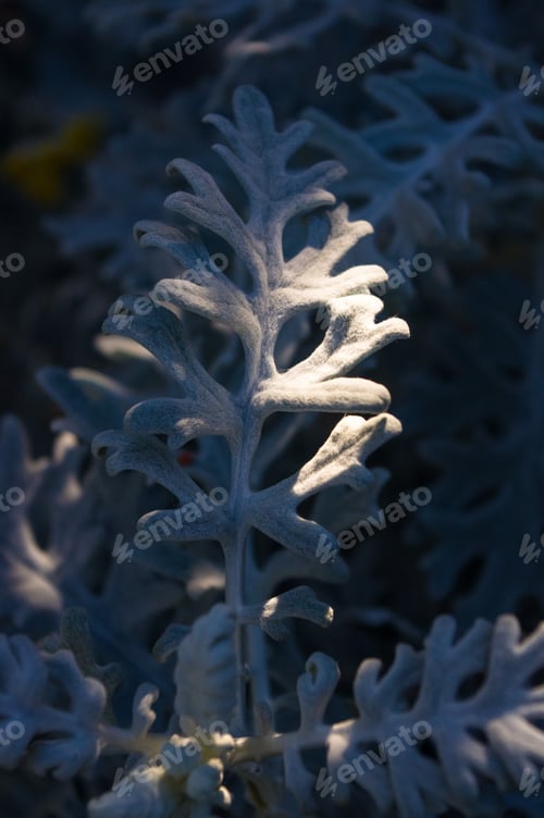 Preview: Silver Dust Cineraria Maritima In The Garden, Close Up.