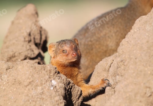 Preview: Dwarf Mongoose In The Serengeti National Park, Tanzania