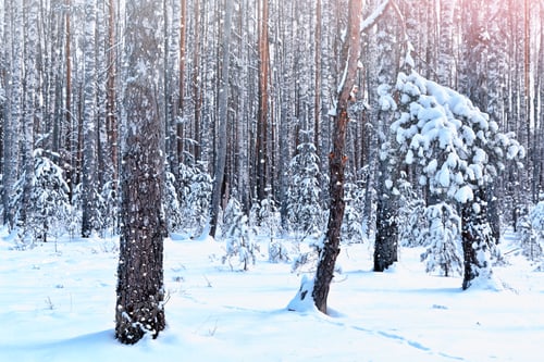 Preview: Forest In The Frost. Winter Landscape. Snow Covered Trees.