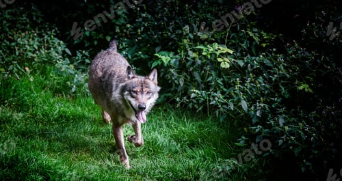 Preview: Wolf In The Bavarian Forest National Park, Bavaria, Germany