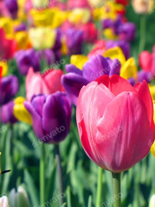Preview: Set Of Bright Tulips