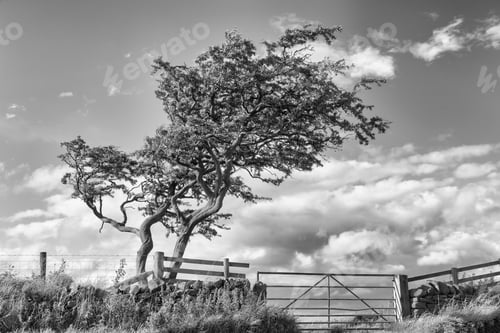 Preview: A Windswept Lone Tree On The Edge Of A Farm Field In Monochrome.