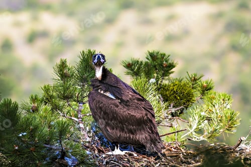 Preview: Vulture Nest. Cinereous Vulture. Pine Tree. Green Forest Background. Kizilcahamam Ankara Turkey.