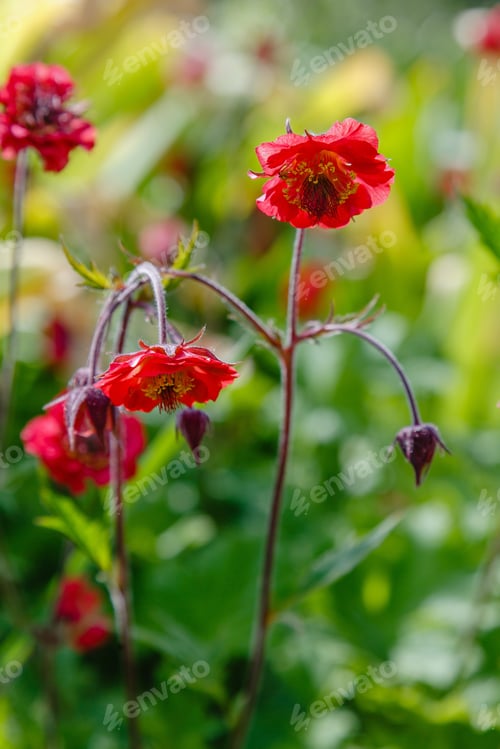 Preview: Red Flower Geum Rivale (Rosaceae, Sort Leonard) In Summer Garden