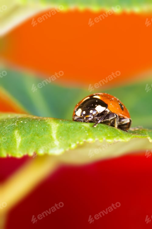 Preview: Cute Animal Ladybird. Natural Background.