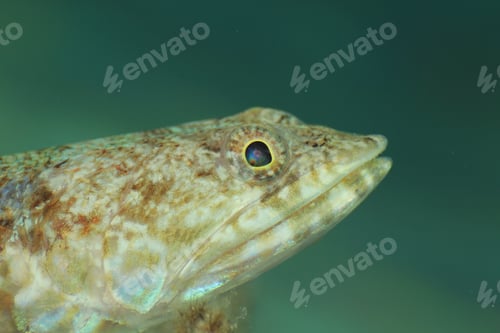 Preview: Lizardfish