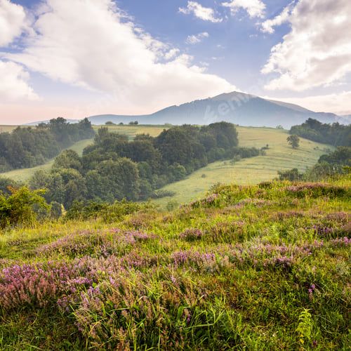 Preview: Wild Savory And Mint In Fog On Hillside Meadow In High Mountains At Sunrise In Morning Light