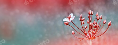 Preview: Blurred Image Of Grass. Summer Colorful Abstract Background.
