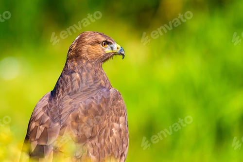 Preview: Bird Of Prey. Portrait Of Buzzard. Green Nature Background.