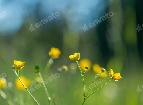 Preview: Wild Yellow Buttercups Flowers. Background With Wild Yellow Flowers Growing On Meadow
