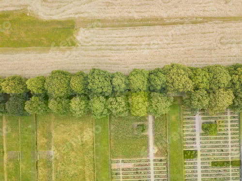 Preview: Aerial Of Line Of Trees On Cemetery