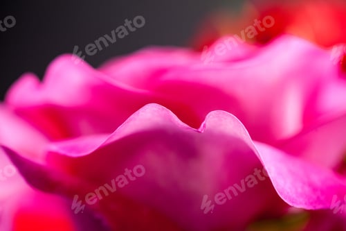 Preview: Colorful, Beautiful, Delicate Rose Petals And Details