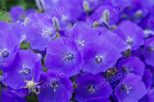 Preview: Blossoming Campanula Carpatica In Garden. Beautiful Blue Flowers Of The Campanula Carpatica.