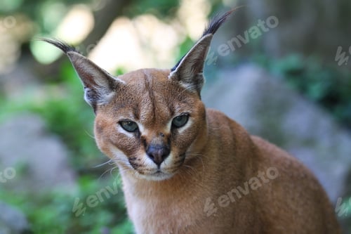 Preview: Portrait Of A Magnificent Lynx From Africa